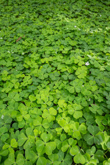 Sun dappled field of shamrocks, oxalis, growing in a shaded forest floor, as a lucky St. Patrick’s Day nature background
