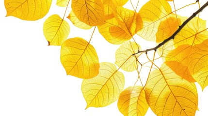 Obraz premium Yellow leaves of a bodhi tree against a white backdrop with a defined outline
