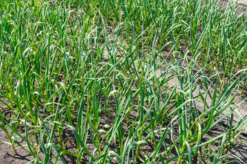 Growing garlic in a garden bed.