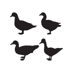 set of silhouettes of birds