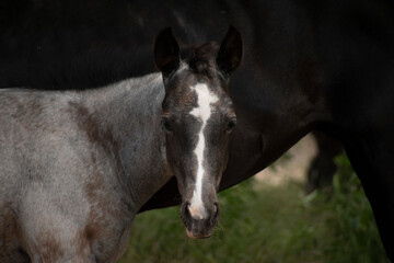 Obraz premium Foal 