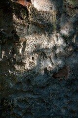 bark texture of a sick kauri tree
