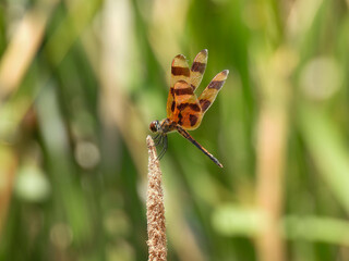 Halloween pennant dragonfly perching on a plant in Lake Apopka, Florida