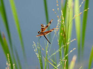Halloween pennant dragonfly perching on a plant in Lake Apopka, Florida