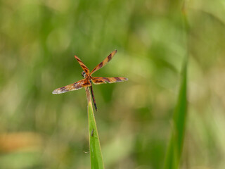 Halloween pennant dragonfly perching on a plant in Lake Apopka, Florida