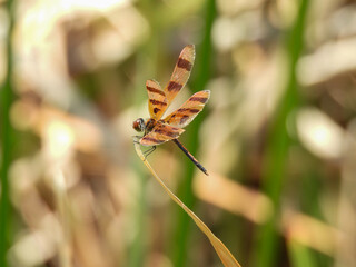 Halloween pennant dragonfly perching on a plant in Lake Apopka, Florida
