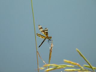 Halloween pennant dragonfly perching on a plant in Lake Apopka, Florida