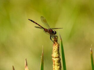 Tawny pennant dragonfly perching on a plant in Lake Apopka, Florida