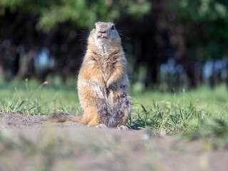 Prairie dog at a grassy field lookin at a camera. Close-up