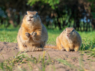 Two prairie dogs are looking at a camera. Close-up