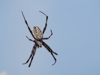 Western Spotted Orb Weaver Spider, Blue Sky, at the Great Salt Lake, Utah, USA