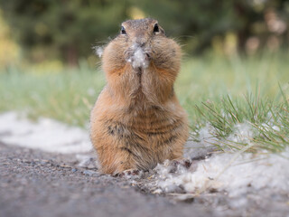 Prairie dog eating poplar fluff