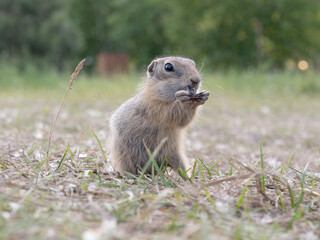 Prairie dog cub at a grassy field eating a sunflower seed. Close-up