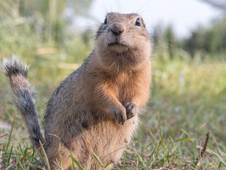 Prairie dog at a grassy field lookin at a camera. Close-up