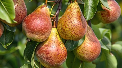 Pears that are mature on a tree within the fruit garden