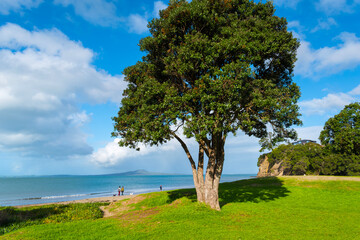 Landscape Scenery Brownsbay Beach and Park, Auckland, New Zealand; Picnic Place for Family
