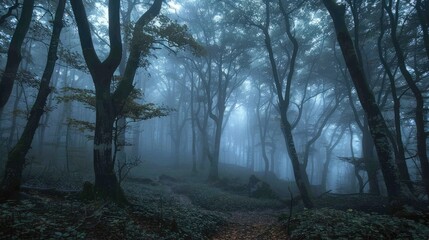 Naklejka premium The fog covered forest showcasing a stunning scene