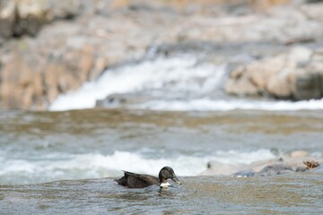 Fototapeta premium duck in the restless river