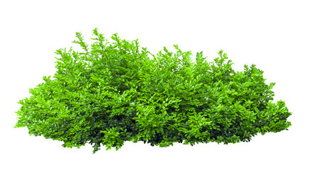 Obraz premium Tropical plant fence bush green shrub tree isolated on white background with clipping path.