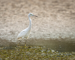 Ardea alba