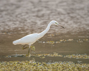 Ardea alba