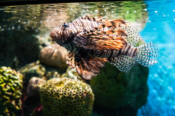Colorful of Common Lionfish (Turkeyfish, Red Lionfish) Pterois volitans in tropical coral reef