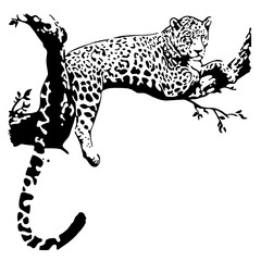 A leopard is sitting on a tree branch, Black and white vector illustration, tattoo design
