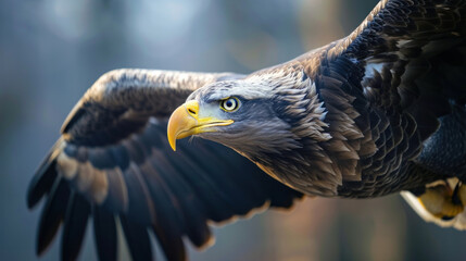 Close-Up of a Majestic Eagle in Flight