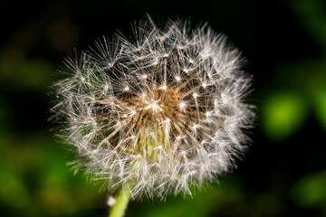 Fototapeta premium Fluffy ball of ripe dandelion with white seeds close up