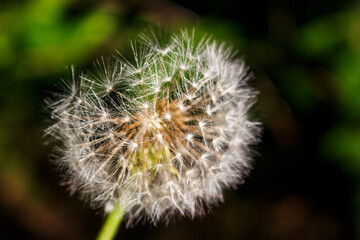 Fluffy ball of ripe dandelion with white seeds close up