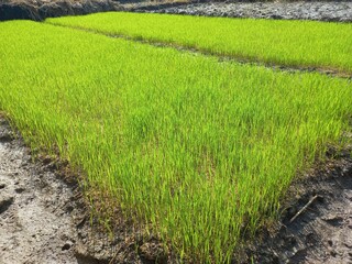 The rice seeds that are sown grow well