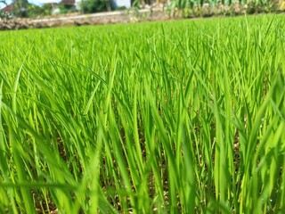 The rice seeds that are sown grow well