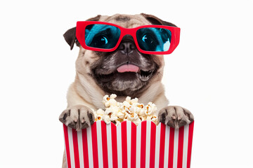 Pug dog wearing 3D glasses, sitting with popcorn and soda, isolated on white background, ready to enjoy a movie or TV show