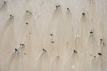 Beach Texture, sand and seashells