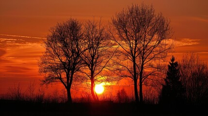 Fototapeta premium Trees silhouetted by the setting sun