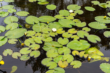green water lily