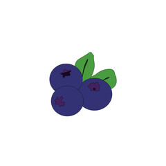 Blueberry fruit transparent