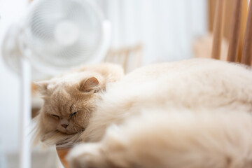 A yellow British Longhair cat finds the weather too hot, sitting on a chair enjoying the air conditioning and fan.