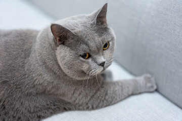 The grey British Shorthair cat lay sprawled across the sofa bed, its fur a soft cloud against the...