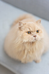 Fototapeta premium A yellow British Longhair cat with wide eyes is sitting on a blue sofa, waiting to be fed a treat.