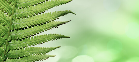 Green Fern Leaf as natural banner with blurred bokeh and copy space, close up summer texture, botanical monochrome green gradient color pattern, shiny leaves at sunlight with aesthetic organic