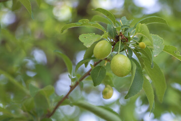 Fruit green plums hanging on the tree, blurred background of nature
