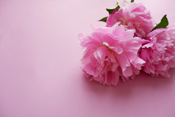 Colorful beautiful pink peony flower background. Pink floral background.