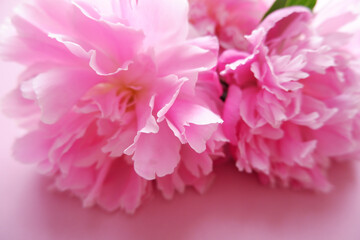 Beautiful pink peony flower. Closed up flower petals. Floral background.
