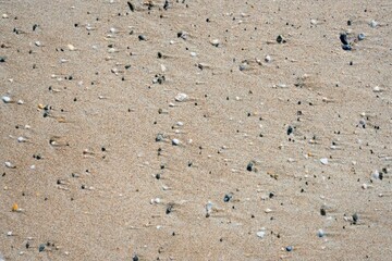 Beach Texture, sand and seashells