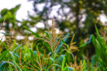 Close-up of a maize flower in a vibrant cornfield surrounded by lush vegetation (sunset time)