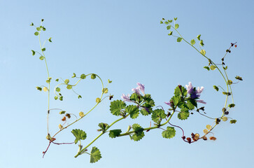 空中遊泳。一点の曇りもない大空。時折、雲が現れ、自在に無限のパターンを醸し出す。果てしない大空に葉っぱが待っている。自分は今、葉っぱに乗ってこの宙を舞い、漂っている。眼下の地球。その美しさに見とれている自分。しかし、その地球を黒いベールが覆い始めている。不穏な空気が漂う地球。今、温暖化という重大な危機を迎え、この母なる地球が、今、悲鳴を上げている。私たちは何をなすべきか、できることは何か。