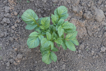 A top view of an overgrown potato plant growing in the ground, showcasing its leaves and seedlings' growth on land