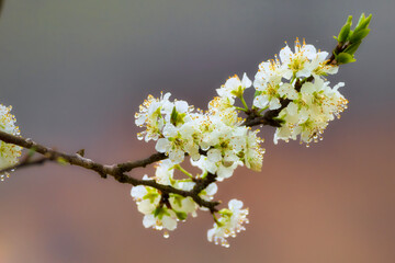 the image is a beautiful close-up of a flower in bloom. It captures the delicate details of the flower and evokes a sense of peace and tranquility.  The location information suggests this flower is pa