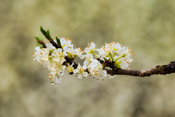 the image is a beautiful close-up of a flower in bloom. It captures the delicate details of the flower and evokes a sense of peace and tranquility.  The location information suggests this flower is pa